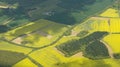 Oil seed fields. Royalty Free Stock Photo