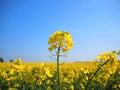 Oil seed rape flower growing in a field in UK Royalty Free Stock Photo