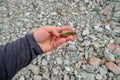 Oil shale stone in human hand. Sedimentary rocks rich in kerogen. Slate mining site Aidu quarry in Estonia Royalty Free Stock Photo