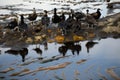 oil slick covered in flocks of seagulls and other birds