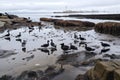 oil slick covered in flocks of seagulls and other birds