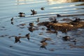 oil slick on the surface of the water, with seagulls flying overhead