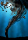 Oil Spill Royalty Free Stock Photo
