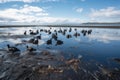 oil spill in the bay, with birds and fish swimming among the slicks Royalty Free Stock Photo