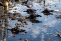 oil spill spreads across the surface of the water, with birds and other wildlife in view