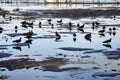 oil spill spreads across the surface of the water, with birds and other wildlife in view