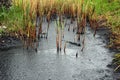 Oil spill on the surface of the pond - environment pollution. Royalty Free Stock Photo