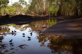 oil spill in tranquil natural setting, with birds and frogs nearby