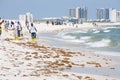 Oil spill workers cleaning beach Royalty Free Stock Photo