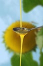 Oil sunflower