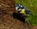 Oil victim European Blue Tit, Cyanistes caeruleus Royalty Free Stock Photo