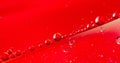 Oil on Water Red and Silver Bubble Abstract Royalty Free Stock Photo