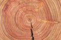 Oiled Douglas fir tree cross-section. Oiled wood slice. Tree cookie. Annual growth rings Royalty Free Stock Photo