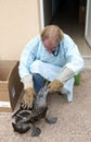Oiled Northern Gannet Rescued at La Dame Blanche, Animal Protection Center in Normandie