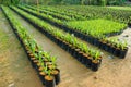 Oilo palm nursery