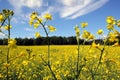 Oilseed