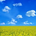 Oilseed Royalty Free Stock Photo