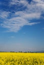 Oilseed field in bloom Royalty Free Stock Photo