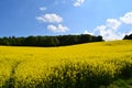 bright yellow blooming fields Eifel hills