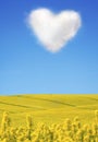 Oilseed and a heart shaped cloud Royalty Free Stock Photo