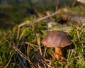 Oilseed mushroom on moss in the autumn pine forest at Sunset. Autumm, fall landscape with fungus. Copy space