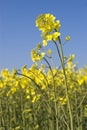 Oilseed Royalty Free Stock Photo