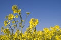 Oilseed Royalty Free Stock Photo