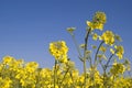 Oilseed Royalty Free Stock Photo