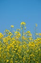 Oilseed and blue sky