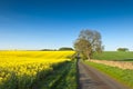 Oilseed Rape, Canola, Biodiesel Crop