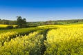 Oilseed Rape, Canola, Biodiesel Crop