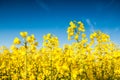 Oilseed Rape, Canola, Biodiesel Crop