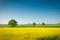 Oilseed Rape, Canola, Biodiesel Crop