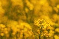 Oilseed rape crop in bloom, closeup of yellow flower