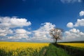 Oilseed crop and blue sky Royalty Free Stock Photo
