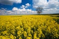 Oilseed crop and blue sky Royalty Free Stock Photo