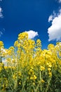 Oilseed crop and blue sky Royalty Free Stock Photo