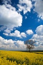 Oilseed crop and blue sky Royalty Free Stock Photo