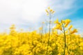 Oilseed rape crop is bright-yellow flowering plant cultivated mainly for its oil-rich seed Royalty Free Stock Photo