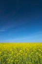 Oilseed field