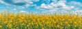 Oilseed rape field in bloom with beautiful spring sky in background Royalty Free Stock Photo