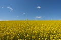 Oilseed rape field on blue sky with fluffy cloud Royalty Free Stock Photo