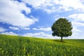 Oilseed field and lonely tree Royalty Free Stock Photo