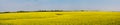 Oilseed field. Panoramic view Royalty Free Stock Photo