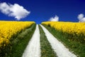 Oilseed Field in Spring