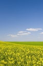 Oilseed field during summer with blue sky Royalty Free Stock Photo