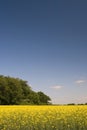 Oilseed field during summer with blue sky Royalty Free Stock Photo