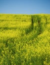 Oilseed field with tractor track