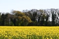 Oilseed Rape Field and Trees, Norfolk, England, UK