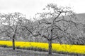 Oilseed Fields Royalty Free Stock Photo